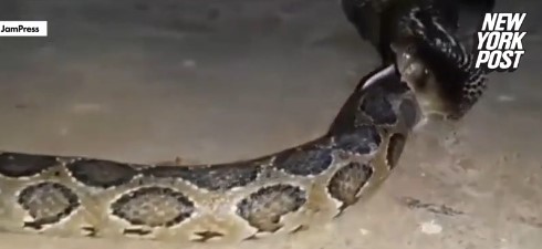 Loài rắn lớn nhất thế giới làm một điều khiến ai cũng nổi da gà